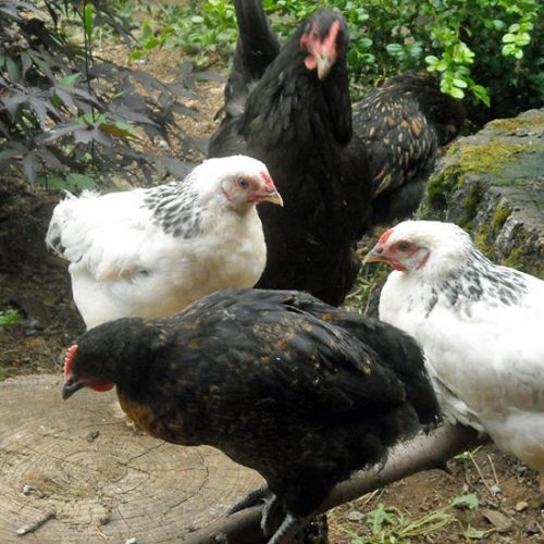 Raising Heritage Breed Chickens for Meat